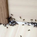 Penyebab Banyak Semut di Rumah dan Cara Efektif Mengatasinya
